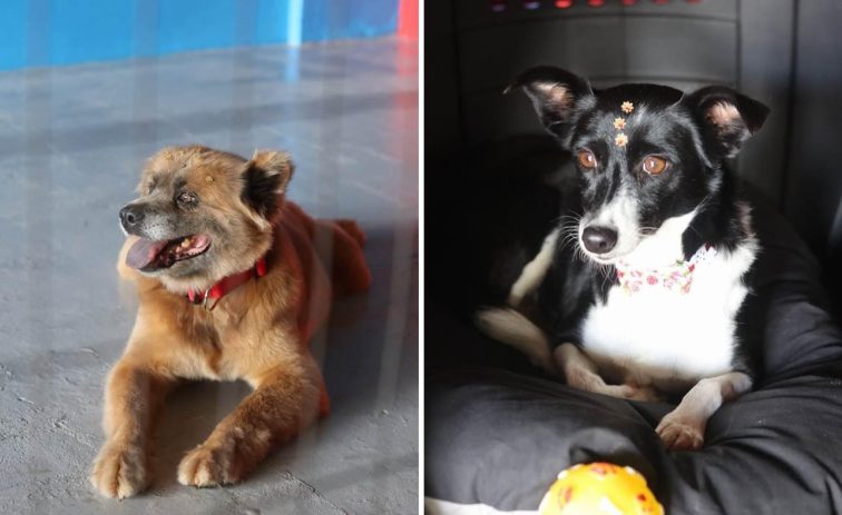 Projeto Cãostrutores do Grupo Nostra Casa adota dois cães de rua